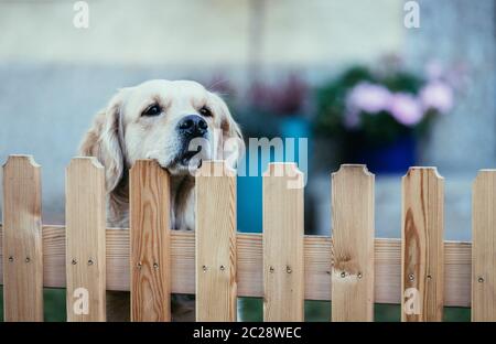 Un chien curieux regarde la clôture du jardin Banque D'Images