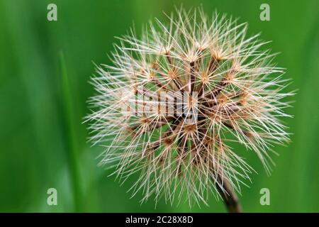 Dandelion Leontodon hispidus à poil dur Banque D'Images