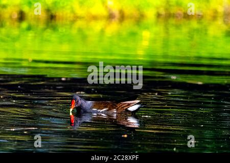 La maorque commune eurasienne (Gallinula chloropus) également connue sous le nom de poule des marais, de poule d'eau et de poulet marécageux - nageant dans le lac Octagon Banque D'Images