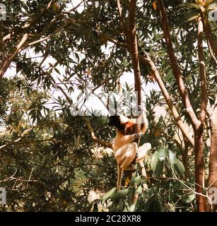 Portrait du sifaka couronné Propithecus coronatus au parc des lémuriens, Antananarivo, Madagascar Banque D'Images