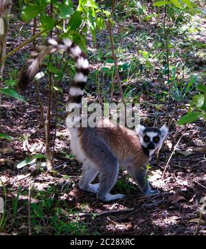 Portrait du lémurien mangeant à queue circulaire Lemur catta aka King Julien dans la réserve communautaire d'Anja à Manambolo, Ambalavao, Madagascar Banque D'Images