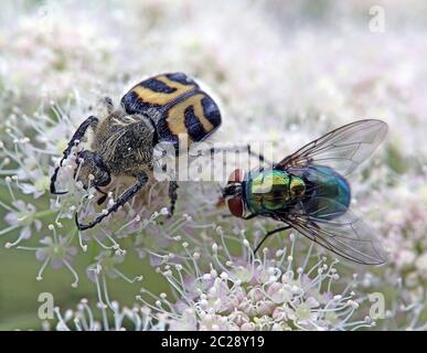 Macro-coléoptère à brossettes Trichius fasciatus et mouche d'or Lucilia sericata Banque D'Images