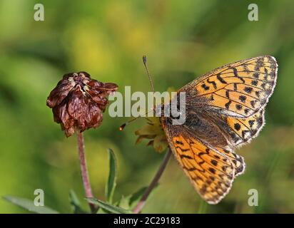 Macro High Alpine mère papillon ou alpine tapis mère-papillon pales de Boloria Banque D'Images
