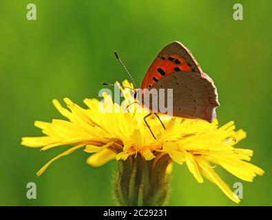 Macro image petit papillon Lycaena phlaeas sur pissenlit Leontodon Banque D'Images