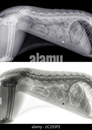 Radiographie d'un chat tiré avec une balle d'airgun. La balle est située dans la partie avant de l'abdomen. Vue latérale, isolée en noir et blanc Banque D'Images