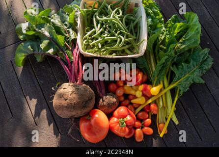 Des légumes biologiques à partir d'un jardin, haricots, betteraves, blettes et tomates Banque D'Images