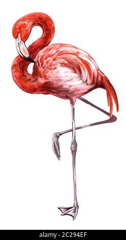 Flamingo est un bel oiseau, illustration d'art peinte avec des aquarelles isolées sur fond blanc. Banque D'Images