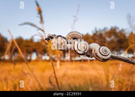 Beaucoup de coquilles d'escargots sur une plante sèche dans le champ près de la forêt. Scène d'automne campagne, jaune et hay meadow beaucoup de vigne escargots (Cernuella virg Banque D'Images