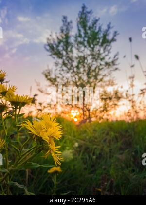 Close up de fleurs jaunes sur un pré en fleurs sur fond de ciel coucher de soleil. Crownbeard encelioides Verbesina doré ou la floraison. Banque D'Images