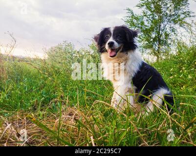 Heureux border collie dog sur la campagne sur le terrain d'herbe verte au milieu de la nature à la recherche autour de profiter du silence d'une journée ensoleillée. Banque D'Images