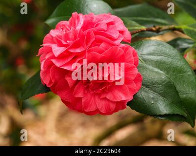 Gros plan de deux fleurs Camellia rouges sur un buisson Banque D'Images