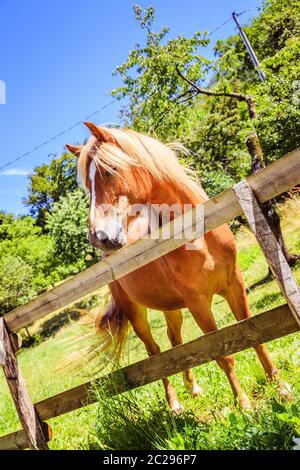 Curieux, beau cheval brun dans un enclos Banque D'Images