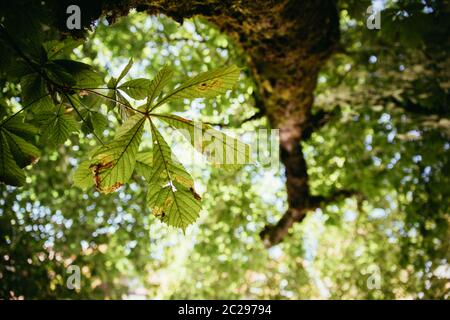 Feuille d'un châtaignier, tronc d'arbre, floue Banque D'Images