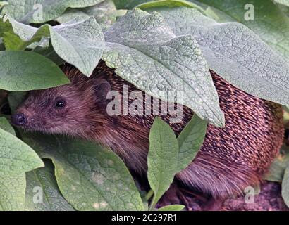 Erinaceus europaeus à la poitrine marron cachée dans le jardin Banque D'Images