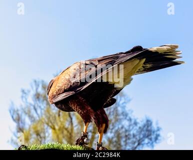 Le faucon de Harris (Parabuteo unicinctus), autrefois connu sous le nom de faucon à ailes de baie ou de luche Banque D'Images