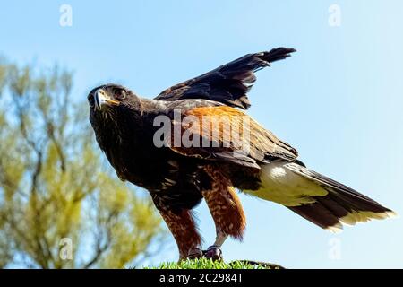 Le faucon de Harris (Parabuteo unicinctus), autrefois connu sous le nom de faucon à ailes de baie ou de luche Banque D'Images