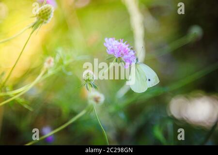 Papillon de brimstone sur une fleur rose Banque D'Images
