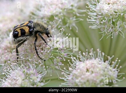 Macroscarabée Trichius fasciatus Banque D'Images