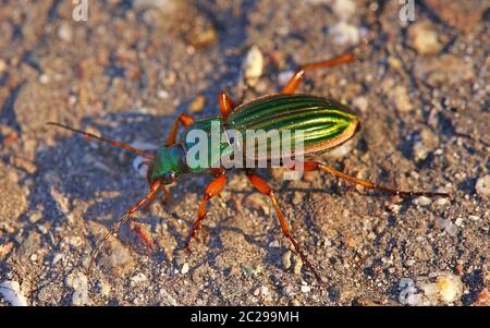 Magnifique coléoptère or ou orfèvre Carabus auratus Banque D'Images