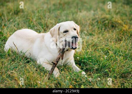 Chien Labrador retriever lying on grass chews stick Banque D'Images