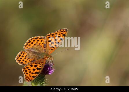 Macro petit papillon en nacre Issoria lathonia Banque D'Images