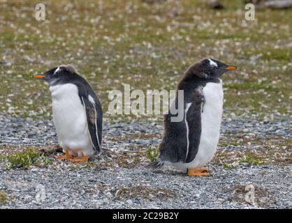 Deux jeunes pingouins gentoo sur une île du canal Beagle, Ushuaia, Argentine Banque D'Images