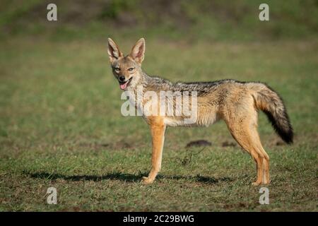 Black-cuit jackal se dresse sur l'ouverture de la bouche d'herbe Banque D'Images