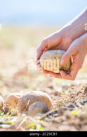 Les pommes de terre fraîches agriculteur détient dans ses mains. La récolte, la nourriture végétarienne bio. Banque D'Images