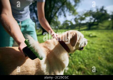 Soins de routine pour chiens. Le propriétaire d'un animal de compagnie se brosse la fourrure de son labrador Retriever. Banque D'Images