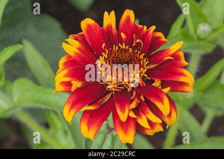 Zinnia haageana « Vieux-Mexique » Banque D'Images