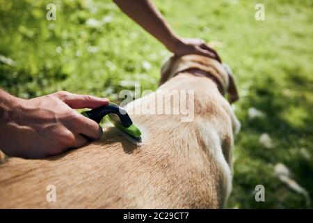 Soins de routine pour chiens. Le propriétaire d'un animal de compagnie se brosse la fourrure de son labrador Retriever. Banque D'Images