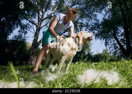 Soins de routine pour chiens. Le propriétaire d'un animal de compagnie se brosse la fourrure de son labrador Retriever. Banque D'Images