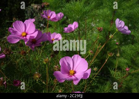 Cosmos bipinnatus Banque D'Images