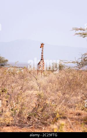 Girafe réticulée, Giraffa reticulata, dans la réserve nationale de Samburu. Kenya. Afrique. Banque D'Images