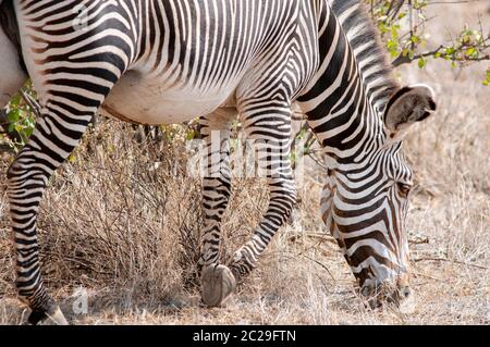 Le zèbre de Grevy, Equus grevyi, qui broutage dans la réserve nationale de Samburu. Kenya. Afrique. Banque D'Images