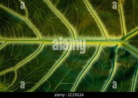 texture de la feuille de banane tropicale, grand feuillage de palmier nature vert foncé Banque D'Images