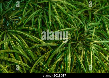 texture de la feuille de banane tropicale, grand feuillage de palmier nature vert foncé Banque D'Images