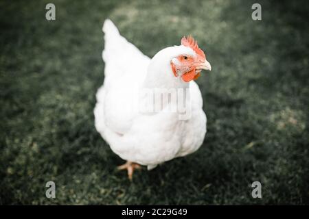 Poulet blanc gras sur l'herbe Banque D'Images