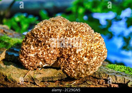 La poule grasse pousse sur un tronc d'arbre dans la croppa Dahlen Heath Sparassis Banque D'Images