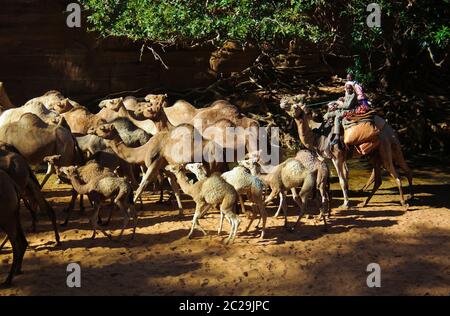 Portrait de drinking chameaux dans le canyon aka guelta Bachikele, Ennedi est, Tchad Banque D'Images