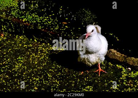 Pigeon blanc sauvage (colombe de libération) à Warwick, Warwickshire, Royaume-Uni Banque D'Images