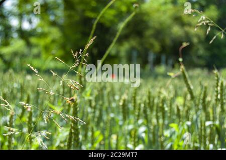 Le blé vert un jour ensoleillé. Plantation. Banque D'Images