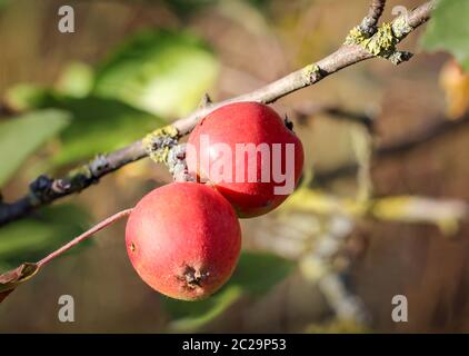 vue rapprochée de la pomme rouge en automne Banque D'Images