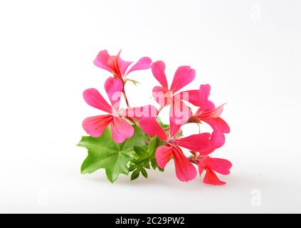 Géranium Pelargonium Fleurs isolé sur fond blanc Banque D'Images