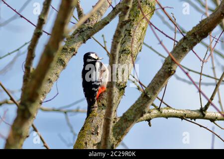 Grand pic à pois dans l'arbre Banque D'Images