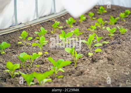 Petits pousses de jeunes aubergines dans la serre Banque D'Images