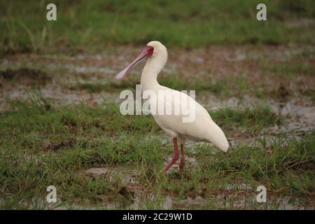 Le spoonbill africain dans les zones humides Banque D'Images
