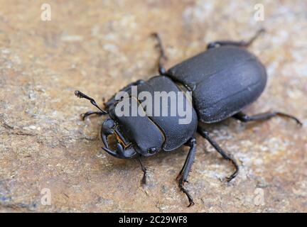 Macro de Dorcus mâle barré parallélipipedus Banque D'Images