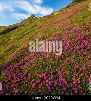 Rose rhododendron fleurs sur le versant de montagne d'été tôt le matin, Carpates, Ukraine. Banque D'Images