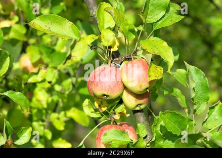 Fruits de pomme pendu sur une branche d'un pommier Banque D'Images